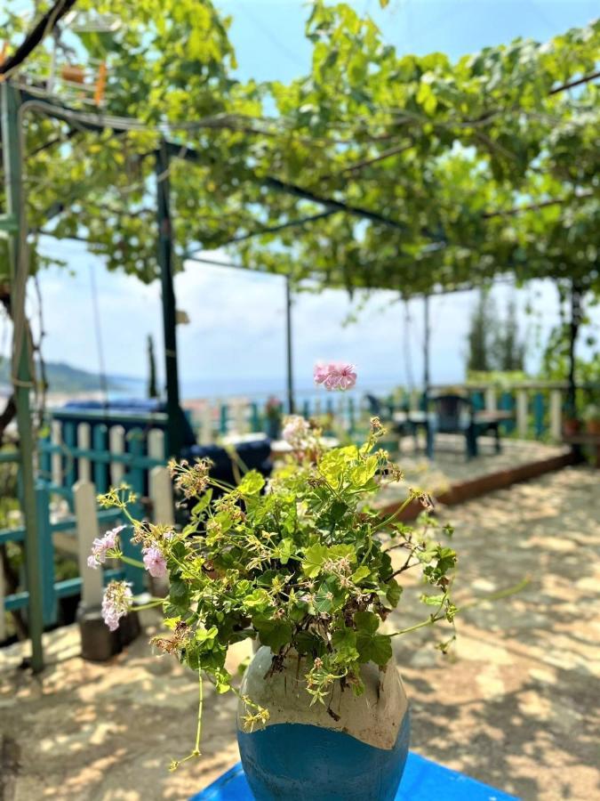 Boungainvillea Χειμάρρα Εξωτερικό φωτογραφία