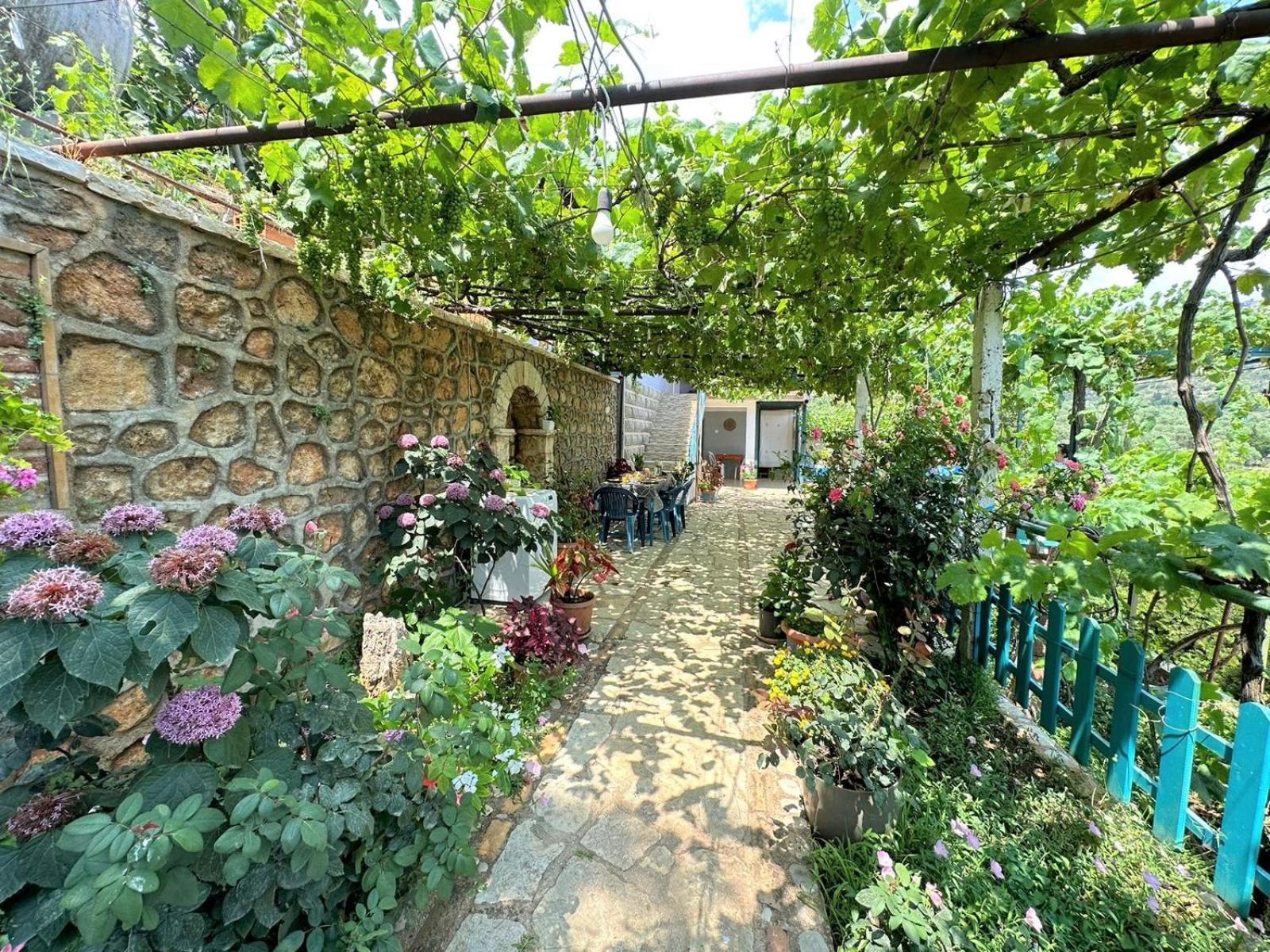 Boungainvillea Χειμάρρα Εξωτερικό φωτογραφία